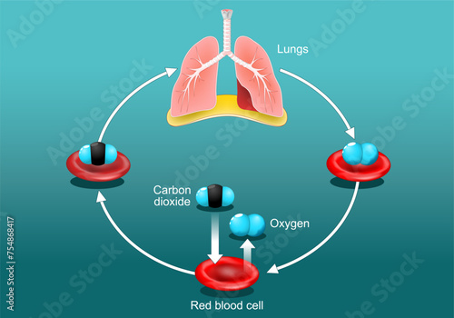 Gas exchange in humans lung. breathing