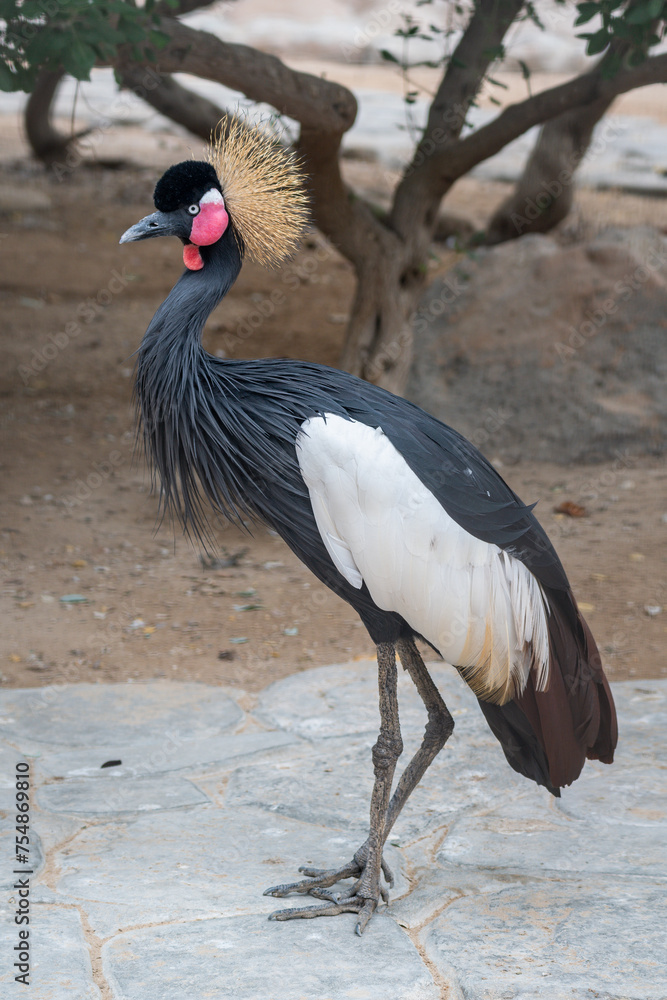 Fototapeta premium Oriental Crowned Crane