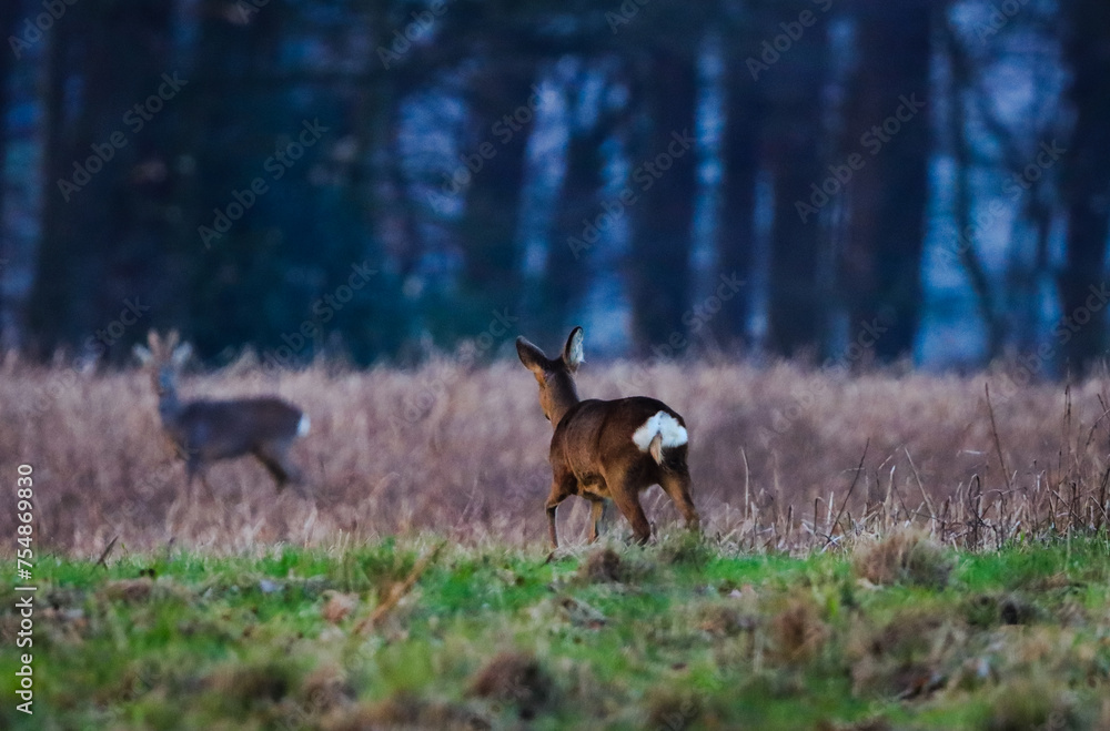 female deer walks to her roebuck female deer walks to her roebuck
