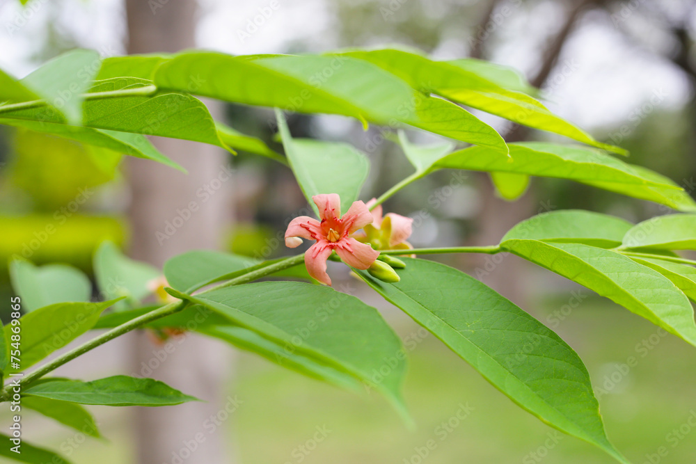 Wrightia hybrid flower with green leaves