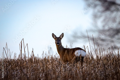 deer on the fields shows up whitetail photo