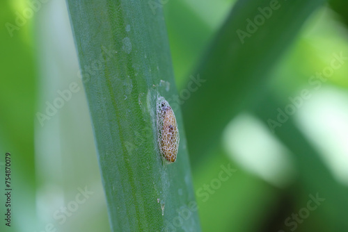 Detailed closeup on the pupa of small Leek moth, Acrolepiopsis assectella sitting on onion leaf. photo