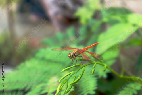 Yellow dragonfly photo, fauna photography © Kaidosan