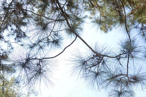 Pinus yunnanensis branches