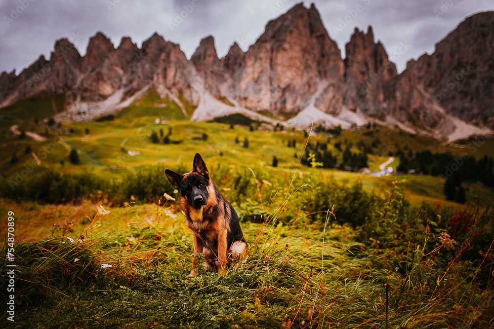 German shepherd in dolomites, italy German shepherd in dolomites, italy