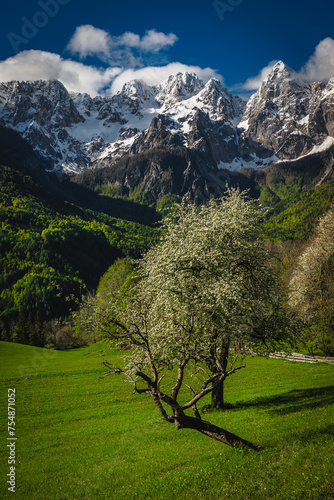 Stunning scenery with high snowy mountains and blooming fruit trees