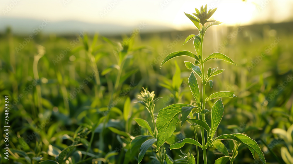 Amidst the beauty of the countryside, a young With ania plant can be seen growing in a field