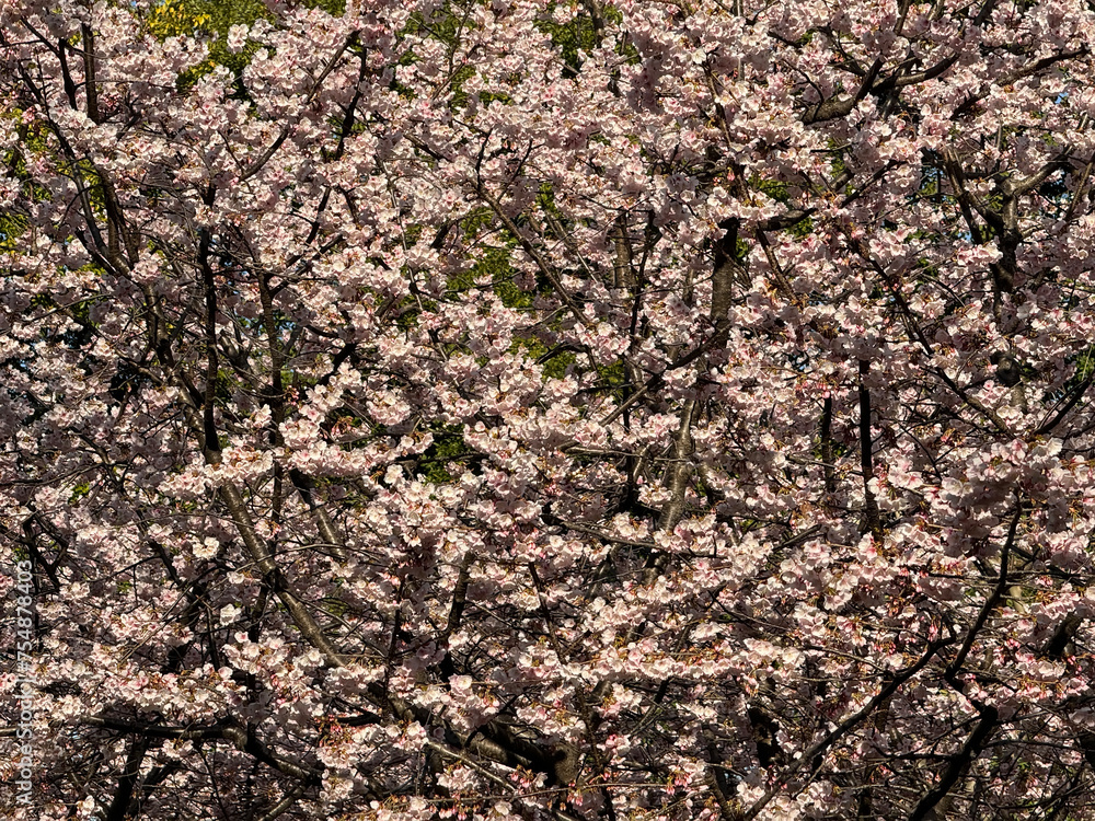 many sakura tree branches full frame background many sakura tree branches full frame background