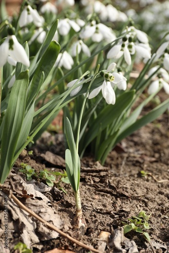 Beautiful white blooming snowdrops growing outdoors  closeup