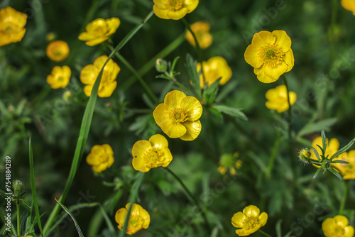 Ranunculus acris is a species of flowering plant in the family Ranunculaceae,  Common names include meadow buttercup, tall buttercup, common buttercup and giant buttercup.