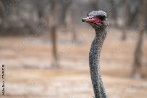 Ostrich with long neck and beak looking away against desert background