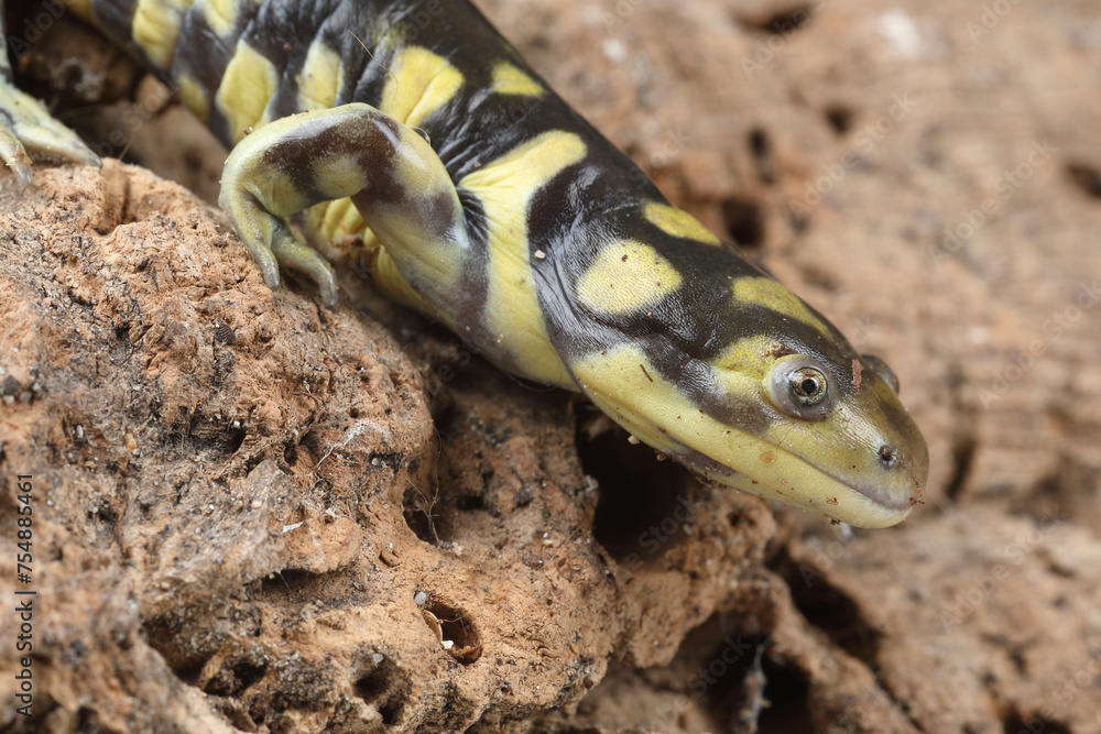 Portrait of a Tiger Salamander
