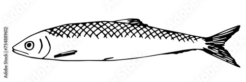 Simple vector ink sketch. Sea fish herring. Black outline drawing.