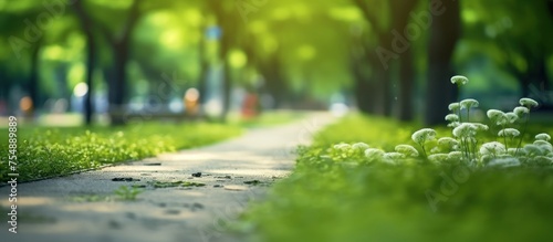 macro view of green grass in the park