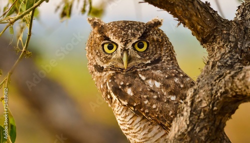 Owls have honed the art of camouflage to perfection, transforming themselves into masters of concealment.