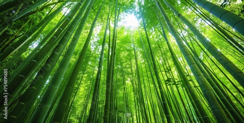 Bamboo Grove Glows in the Sunlight Generative AI