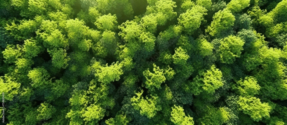 Naklejka premium Aerial view of green mangrove forest texture