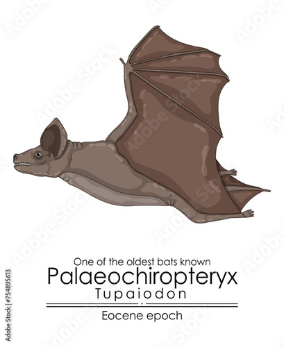 One of the oldest bats known, Palaeochiropteryx Tupaiodon from the Eocene 