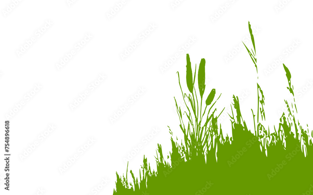 Fototapeta premium Image of a green monochrome reed,grass or bulrush on a white background.Isolated vector drawing.Black grass graphic silhouette.