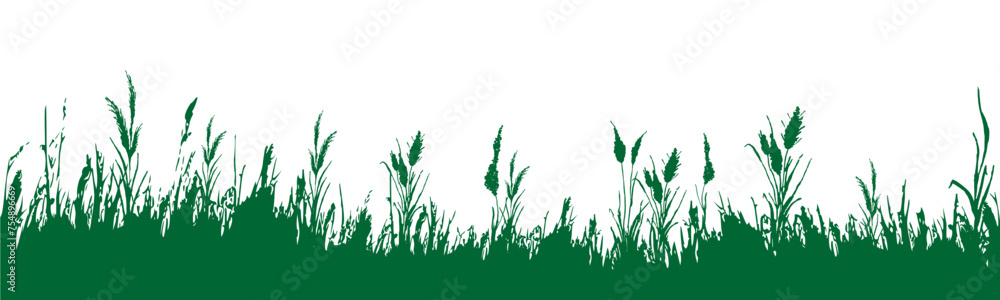 Fototapeta premium Image of a green monochrome reed,grass or bulrush on a white background.Isolated vector drawing.Black grass graphic silhouette.