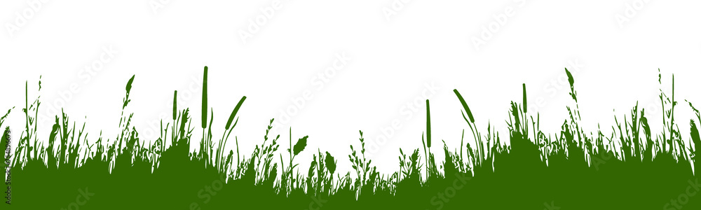 Fototapeta premium Image of a green monochrome reed,grass or bulrush on a white background.Isolated vector drawing.Black grass graphic silhouette.