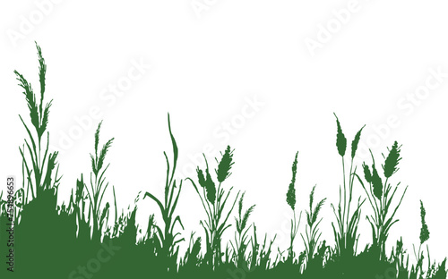 Image of a  green monochrome reed grass or bulrush on a white background.Isolated vector drawing.Black grass graphic silhouette.