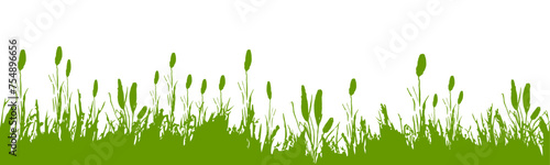 Image of a  green monochrome reed,grass or bulrush on a white background.Isolated vector drawing.Black grass graphic silhouette.