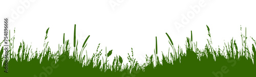 Image of a green monochrome reed,grass or bulrush on a white background.Isolated vector drawing.Black grass graphic silhouette.