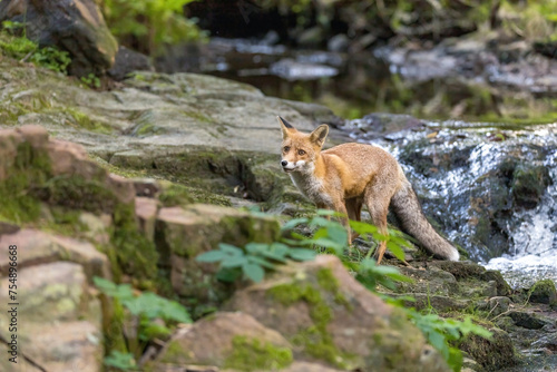 Cute fox is posing in the forest near a waterfall.. Horizontally. 