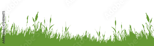 Image of a  green monochrome reed,grass or bulrush on a white background.Isolated vector drawing.Black grass graphic silhouette.