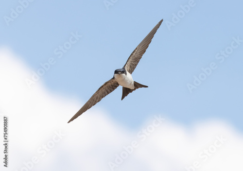 western house martin in flight