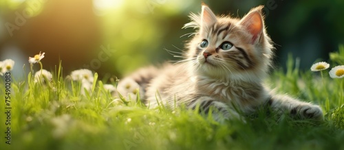 A Felidae kitten, a small to mediumsized cat, is lounging in the grass, gazing up at the sun. Its carnivorous nature is reflected in its whiskers and fur