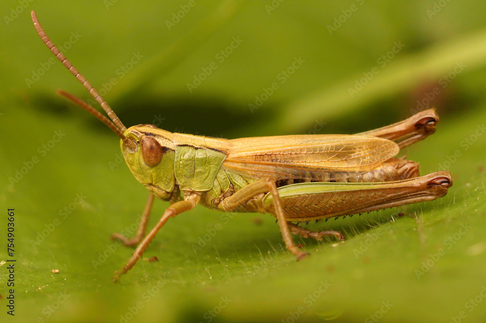 Closeup on the Common meadow grasshopper, Chorthippus parallelus, sitting on a green leaf Closeup on the Common meadow grasshopper, Chorthippus parallelus, sitting on a green leaf