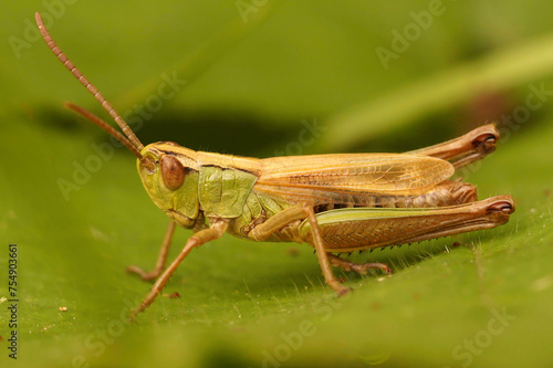 Closeup on the Common meadow grasshopper, Chorthippus parallelus, sitting on a green leaf