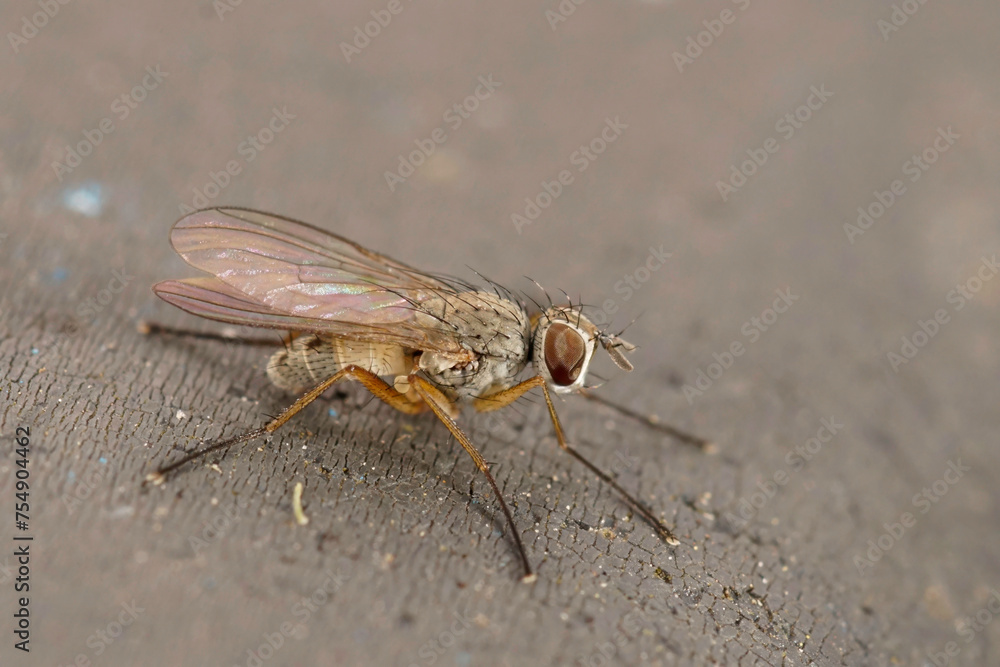 Closeup on a pale colored Muscidae Tiger fly, Coenosia testacea sitting on a grey-surface Closeup on a pale colored Muscidae Tiger fly, Coenosia testacea sitting on a grey-surface