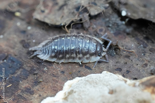 Closeup on the European Common shiny woodlice, Oniscus asellus on a piece of wood © Henk