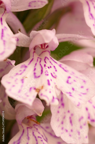 Extreme closeup on a flower of the Common Spotted Orchid, Dactylorhiza fuchsii