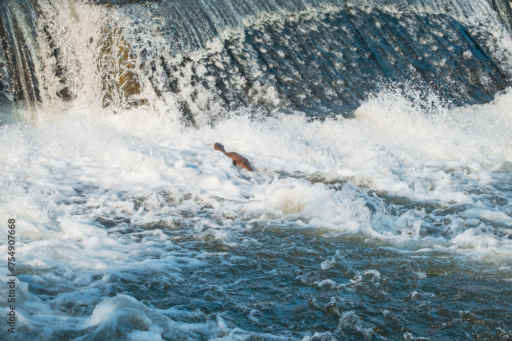 Naklejka premium Otter hunting in a river during winter in the middle of the town, Uzice, Serbia