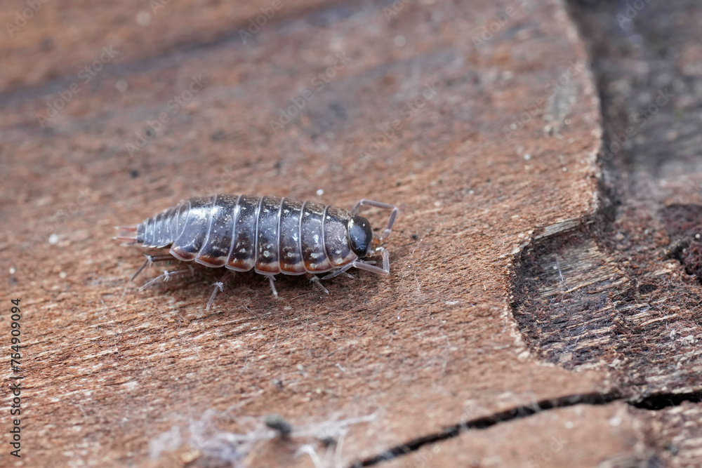 Closeup on the striped fast woodlouse, Philoscia muscorum Closeup on the striped fast woodlouse, Philoscia muscorum