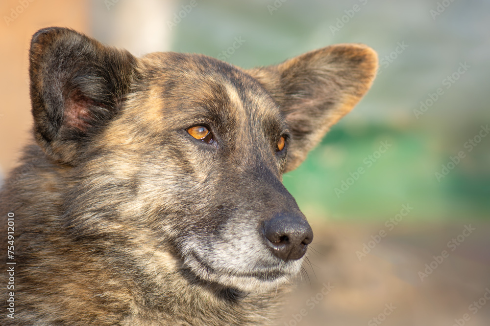 Portrait of a dog with big floppy ears. Portrait of a dog with big floppy ears.