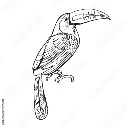 Toucan sketch tropical bird. American forest toco toucan bird sitting on branch with. Exotic wild bird for desing print and Amazonian wildlife symbol illustration