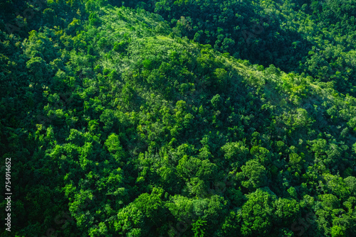 Tropical green forest and nature. Forest area viewed from above. Nature conservation, forest protection. Forest landscape. Hillside landscape Sustainability. Protected habitat. Rainforest from above.  © Travelstoxphoto