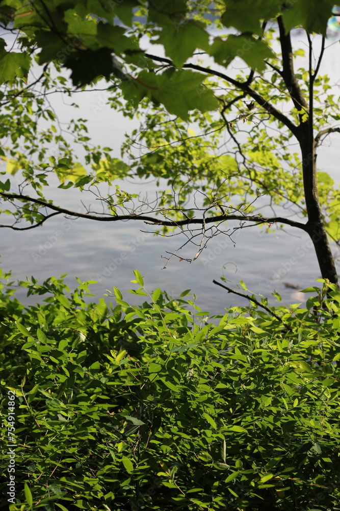 Trees along the river front.