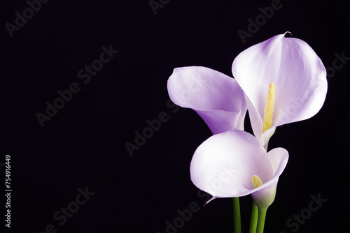 Violet calla lily flowers on black background, closeup. Funeral attributes