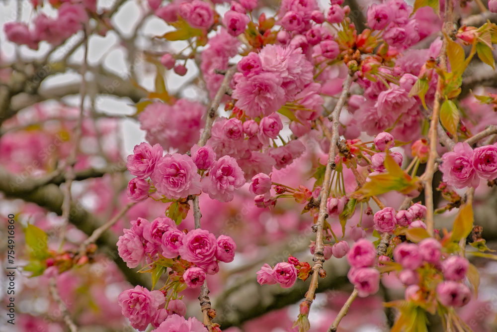 Closeup of pink Japanese cherry blossoms, selective focus on a bokeh background - Prunus serrulata Kanzan Closeup of pink Japanese cherry blossoms, selective focus on a bokeh background - Prunus serrulata Kanzan