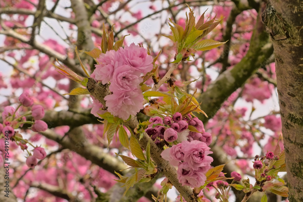 Closeup of pink Japanese cherry blossoms, selective focus on a bokeh background - Prunus serrulata Kanzan Closeup of pink Japanese cherry blossoms, selective focus on a bokeh background - Prunus serrulata Kanzan