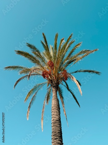 Palm