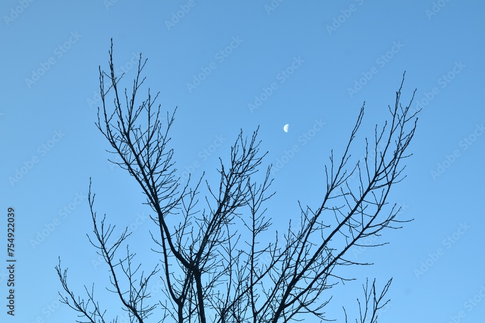 half moon floating on sky with blurry silhouette tree background in morning half moon floating on sky with blurry silhouette tree background in morning