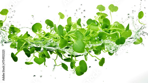 Pea shoots sliced pieces flying in the air with water splash isolated on transparent png.