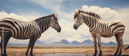 Two zebras peacefully stand together in a grassland field under the clear sky  with fluffy clouds floating above. The natural landscape surrounds them with plants and water nearby